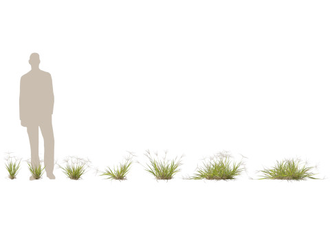 HighpolyLow Poly Enteropogon Acicularis - Spider Grass 3D Model