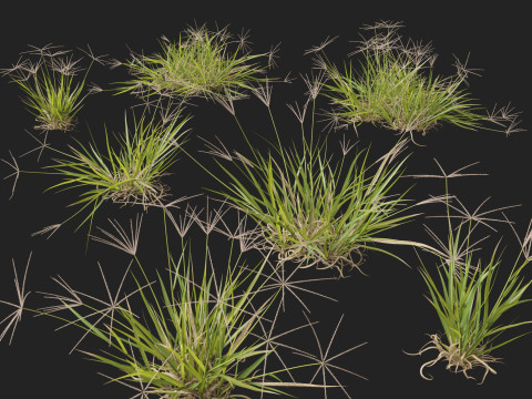 HighpolyLow Poly Enteropogon Acicularis - Spider Grass 3D Model