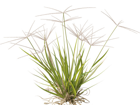 HighpolyLow Poly Enteropogon Acicularis - Spider Grass 3D Model