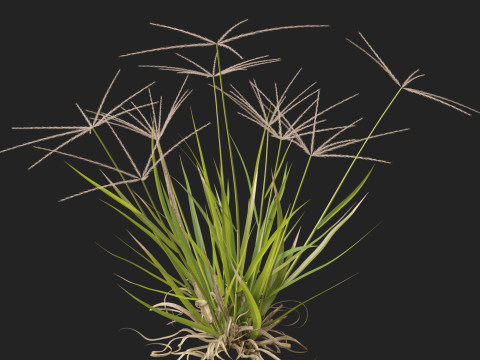 HighpolyLow Poly Enteropogon Acicularis - Spider Grass 3D Model