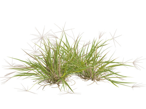 HighpolyLow Poly Enteropogon Acicularis - Spider Grass 3D Model