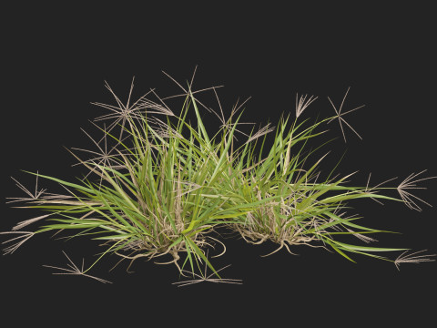 HighpolyLow Poly Enteropogon Acicularis - Spider Grass 3D Model