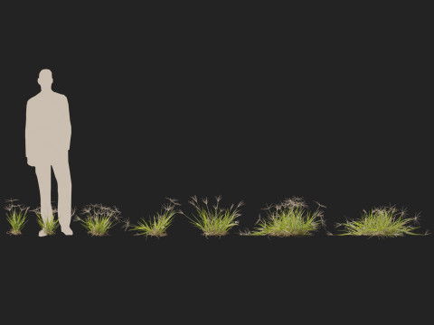 HighpolyLow Poly Enteropogon Acicularis - Spider Grass 3D Model