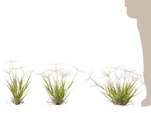 HighpolyLow Poly Enteropogon Acicularis - Spider Grass 3D Model