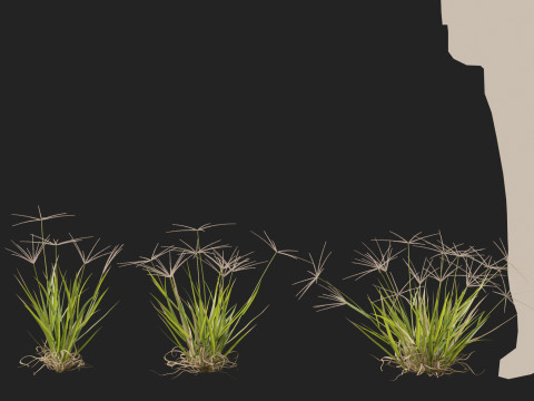 HighpolyLow Poly Enteropogon Acicularis - Spider Grass 3D Model