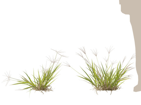 HighpolyLow Poly Enteropogon Acicularis - Spider Grass 3D Model