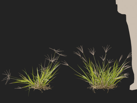 HighpolyLow Poly Enteropogon Acicularis - Spider Grass 3D Model