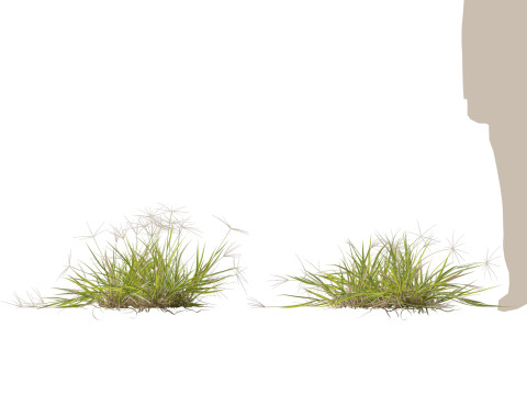 HighpolyLow Poly Enteropogon Acicularis - Spider Grass 3D Model