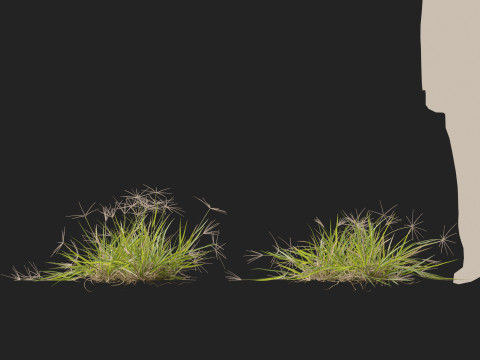 HighpolyLow Poly Enteropogon Acicularis - Spider Grass 3D Model