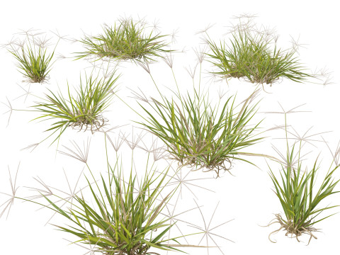 HighpolyLow Poly Enteropogon Acicularis - Spider Grass Modelo 3D