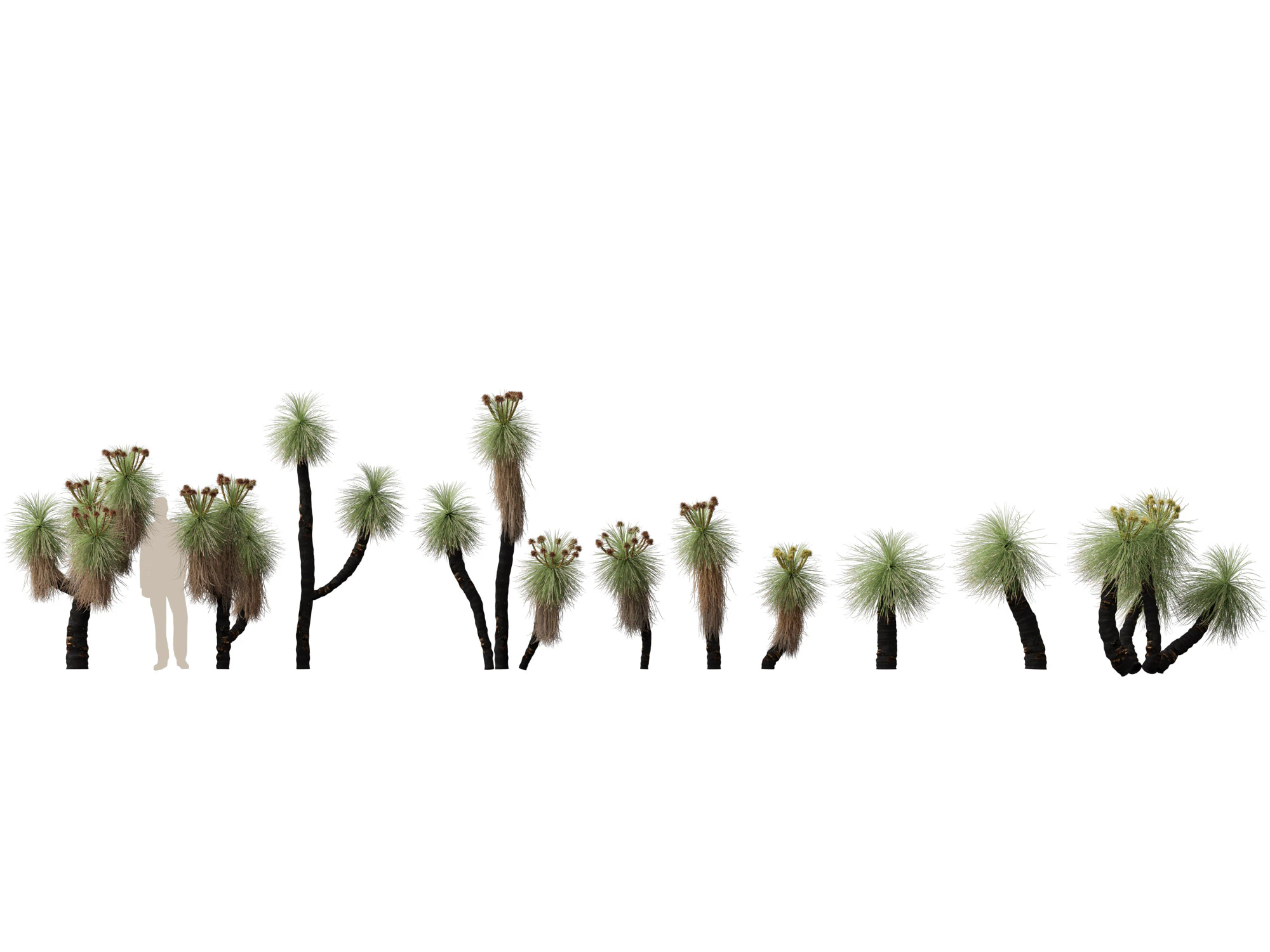HighpolyLow Poly Kingia Australis - Bullanock 3D Model .c4d .max .obj .3ds .fbx .stl .blend 