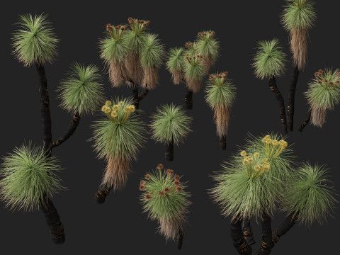 HighpolyLow Poly Kingia Australis - Bullanock Modello 3D