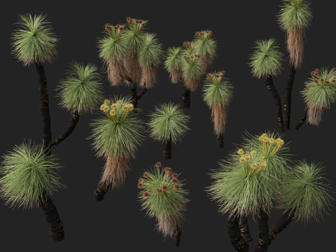 HighpolyLow Poly Kingia Australis - Bullanock 3D Model