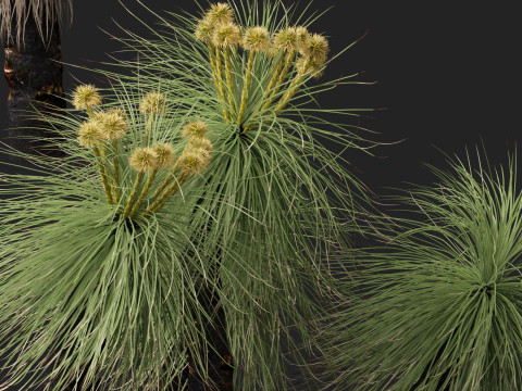 HighpolyLow Poly Kingia Australis - Bullanock Modello 3D