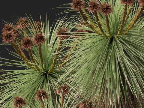 HighpolyLow Poly Kingia Australis - Bullanock 3D Model