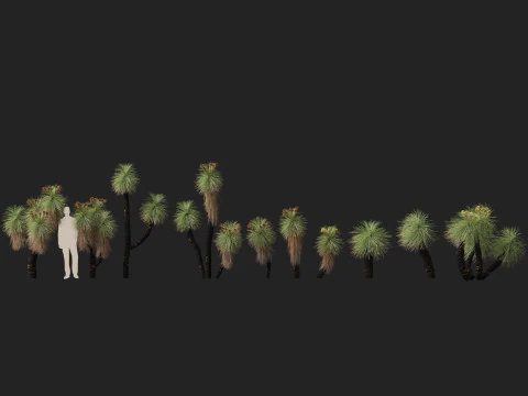 HighpolyLow Poly Kingia Australis - Bullanock 3D Model