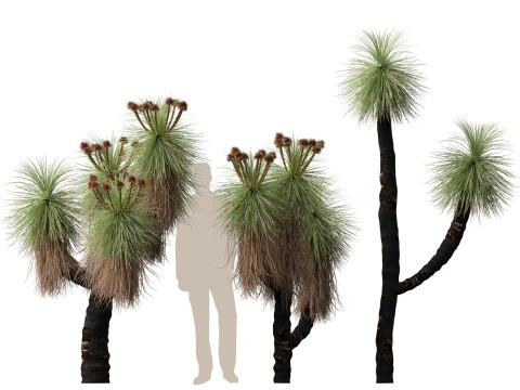 HighpolyLow Poly Kingia Australis - Bullanock 3D Model