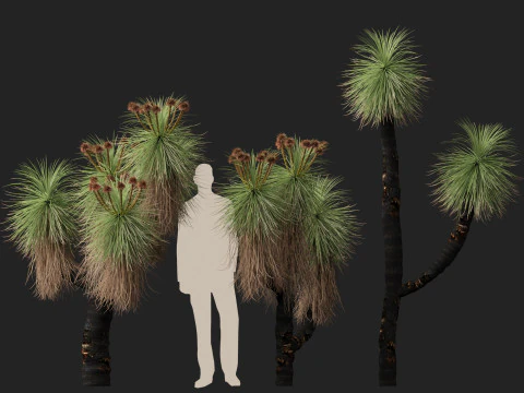 HighpolyLow Poly Kingia Australis - Bullanock 3D Model
