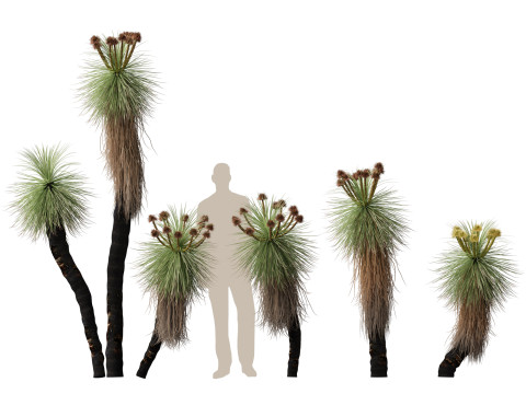 HighpolyLow Poly Kingia Australis - Bullanock Modello 3D