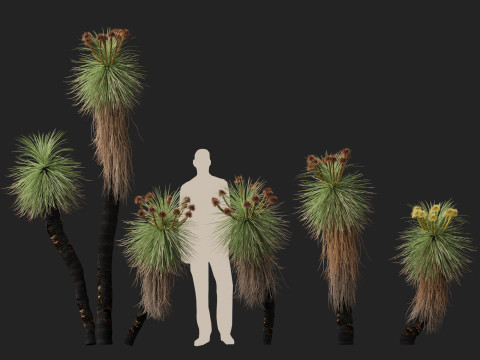 HighpolyLow Poly Kingia Australis - Bullanock Modello 3D