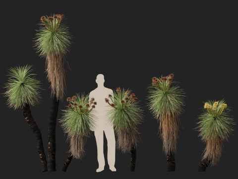 HighpolyLow Poly Kingia Australis - Bullanock 3D Model