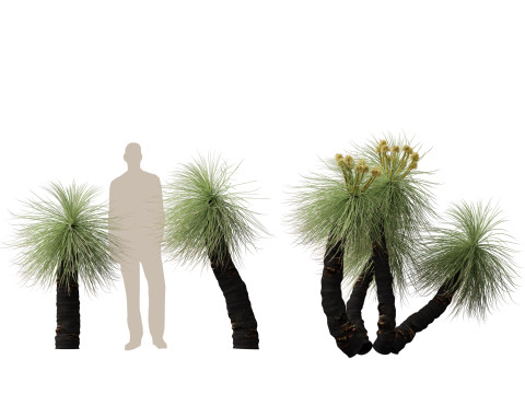 HighpolyLow Poly Kingia Australis - Bullanock Modello 3D