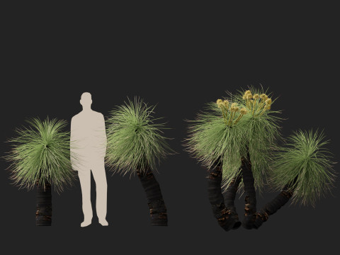 HighpolyLow Poly Kingia Australis - Bullanock Modello 3D