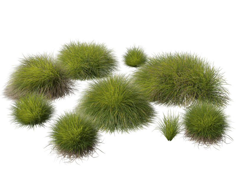HighpolyLow Poly Lomandra Confertifolia Little Con - Small Mat Rush 3D Modell .c4d .max .obj .3ds .fbx .stl .blend