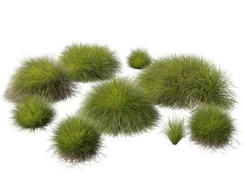 HighpolyLow Poly Lomandra Confertifolia Little Con - Small Mat Rush 3D 모델