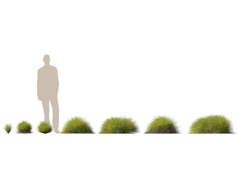 HighpolyLow Poly Lomandra Confertifolia Little Con - Small Mat Rush 3D Modell