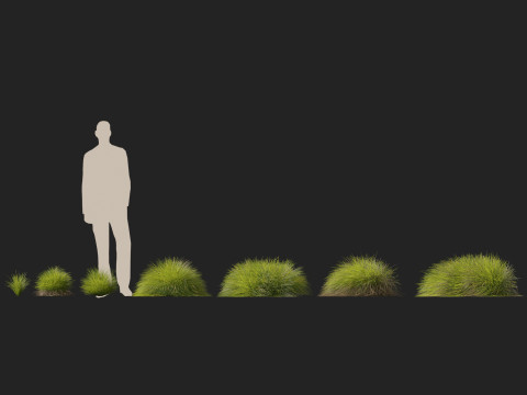 HighpolyLow Poly Lomandra Confertifolia Little Con - Small Mat Rush 3D Modell