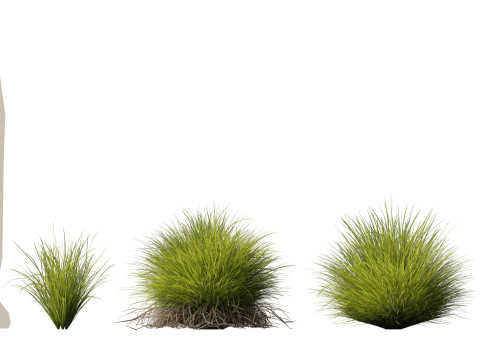 HighpolyLow Poly Lomandra Confertifolia Little Con - Small Mat Rush 3D Modell