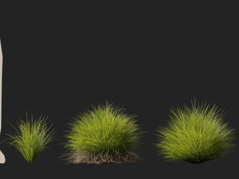 HighpolyLow Poly Lomandra Confertifolia Little Con - Small Mat Rush 3D Modell
