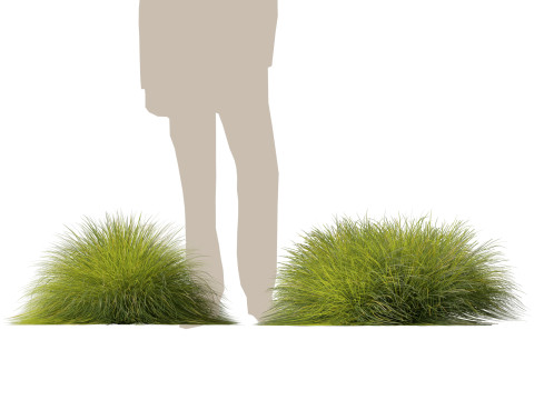 HighpolyLow Poly Lomandra Confertifolia Little Con - Small Mat Rush 3D Modell