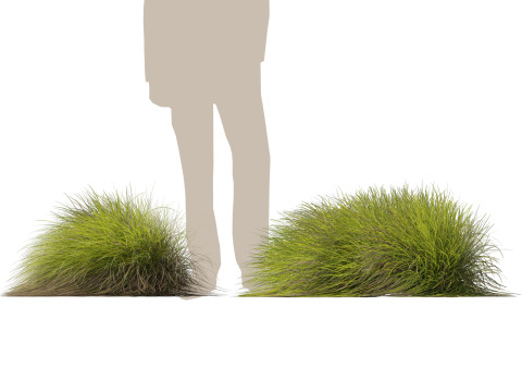 HighpolyLow Poly Lomandra Confertifolia Little Con - Small Mat Rush 3D Modell