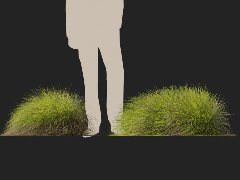 HighpolyLow Poly Lomandra Confertifolia Little Con - Small Mat Rush 3D Modell