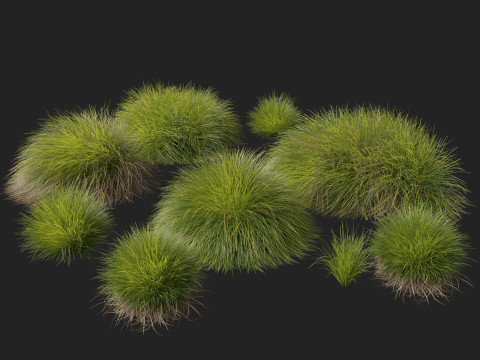 HighpolyLow Poly Lomandra Confertifolia Little Con - Small Mat Rush 3D Modell