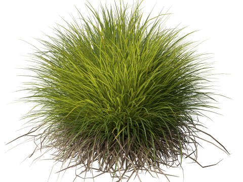 HighpolyLow Poly Lomandra Confertifolia Little Con - Small Mat Rush 3D Modell