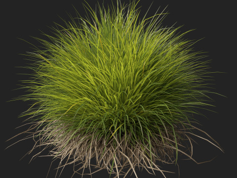 HighpolyLow Poly Lomandra Confertifolia Little Con - Small Mat Rush 3D Modell