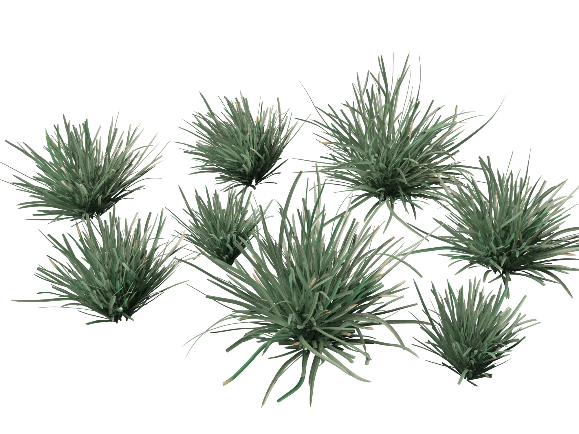 HighpolyLow Poly Lomandra Filiformis Savanna Blue - Wattle Mat-Rush 3D Модель .c4d .max .obj .3ds .fbx .stl .blend 