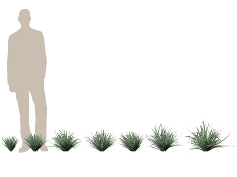 HighpolyLow Poly Lomandra Filiformis Savanna Blue - Wattle Mat-Rush 3D 모델