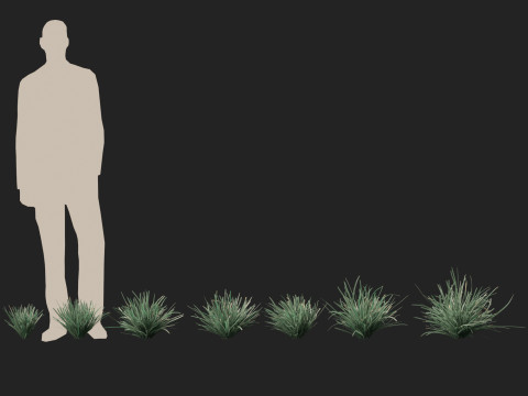 HighpolyLow Poly Lomandra Filiformis Savanna Blue - Wattle Mat-Rush 3D 모델