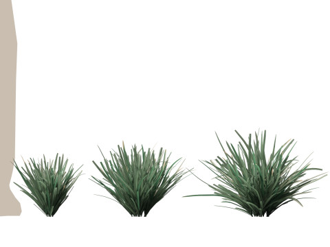 HighpolyLow Poly Lomandra Filiformis Savanna Blue - Wattle Mat-Rush 3D 모델