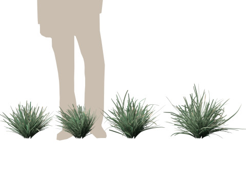 HighpolyLow Poly Lomandra Filiformis Savanna Blue - Wattle Mat-Rush 3D 모델