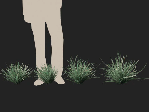 HighpolyLow Poly Lomandra Filiformis Savanna Blue - Wattle Mat-Rush 3D Модель