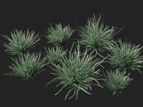 HighpolyLow Poly Lomandra Filiformis Savanna Blue - Wattle Mat-Rush 3D 모델