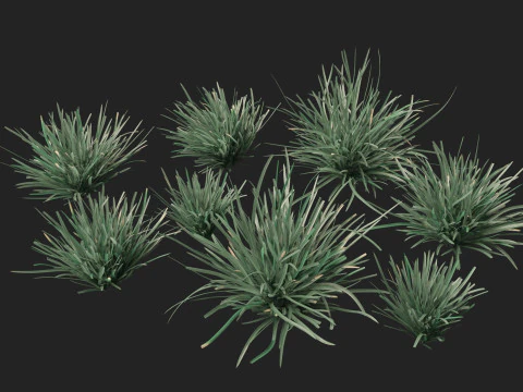 HighpolyLow Poly Lomandra Filiformis Savanna Blue - Wattle Mat-Rush 3D Модель