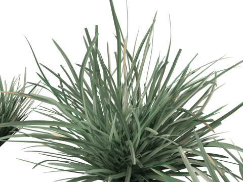 HighpolyLow Poly Lomandra Filiformis Savanna Blue - Wattle Mat-Rush 3D 모델