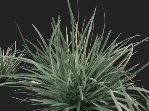 HighpolyLow Poly Lomandra Filiformis Savanna Blue - Wattle Mat-Rush 3D 모델