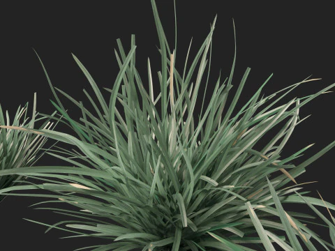 HighpolyLow Poly Lomandra Filiformis Savanna Blue - Wattle Mat-Rush 3D Модель